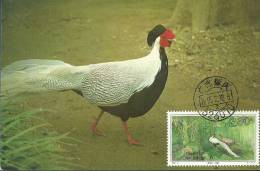 China Chine 1995 Birds Aves Oiseaux Vegels  Silver Pheasant - Lophura Nycthemera Maxi Maximum  Post Card - Peacocks