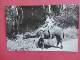 Guam  2 Young Boys On A Carabao------ ----- Ref 849 - Guam