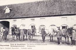 RUYSSELEDE - Ecole De Bienfaisance : Les Chevaux Se Rendant Au Travail - Weldadigheidschool: Werkpaarden - Ruiselede