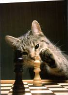 (602) Cat Playing Chess - Chat Jouant Au Echec - Scacchi