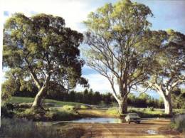 (345)  Australia - SA - Wilpena Creek River Gum Trees - Autres & Non Classés