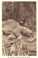 INDOCHINE -ELEPHANT TUE DANS LES FORETS DE GLARAY-BELLE CARTE! - Other & Unclassified