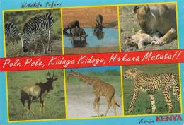 BR56369 Kenia Zebra Lion Leopard Giraffe   Animaux Animals   2 Scans - Zebre