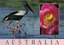 Jabiru Stork, La Seule Cigogne D´Australie. Carte Neuve  Steve Parish Collection Australia - Uluru & The Olgas