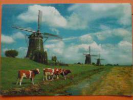 V1--pays Bas--leidschendam--moulins-vaches--beau Timbre - Leidschendam