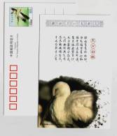 Oriental White Stork,China 2009 Panjin Wetland Bird Paradise Small Size Pre-stamped Card - Ooievaars