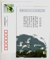 Eurasian Spoonbill,China 2009 Panjin Wetland Bird Paradise Small Size Pre-stamped Card - Picotenazas & Aves Zancudas