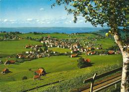 Speicher. Blick Zum Bodensee, Mit Weidenden Kühen - Speicher