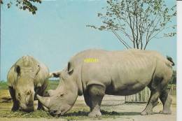 Rhinoceros (katowice) - Rhinocéros