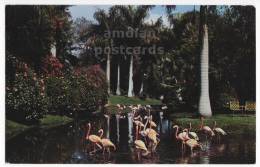 USA, SARASOTA FLORIDA FL, TROPICAL JUNGLE GARDENS - FLAMINGOS - 1960s Vintage Postcard - BIRDS  [c3618] - Sarasota
