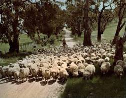 (131) Australia - NSW - Sheep Farming In Gunning - Outback