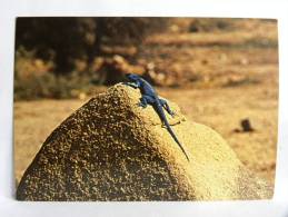 CPSM - Arabie Saoudite - Saudi Arabia - Asir - Blue Lizard (Agama Adramitana) - Arabie Saoudite