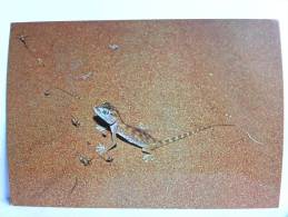 CPSM - Arabie Saoudite - Saudi Arabia - Near Riyadh - Desert Geko (Stenodactylus Dorcal) - Arabia Saudita