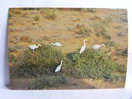 CPSM - Arabie Saoudite - Saudi Arabia - Cattle Egrets (Bulbulcus Ibis) - Saudi Arabia