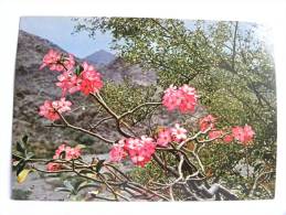 CPSM - Arabie Saoudite -  Saudi Arabia - Flowers Of The Asir - Adenium (Adenium Obesum) - Saoedi-Arabië