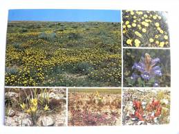 CPSM - Arabie Saoudite -  Saudi Arabia -  Desert Flowers Of Central - Saudi Arabia