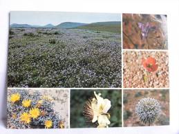 CPSM - Arabie Saoudite -  Saudi Arabia -  Desert Flowers Of Central - Saudi-Arabien