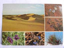 CPSM - Arabie Saoudite -  Saudi Arabia -  Desert Flowers Of Central - Saoedi-Arabië