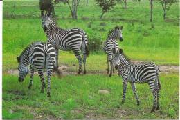 ZÈBRES - Zebras