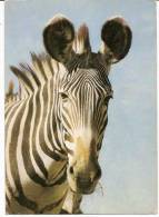 ZÈBRE - Zebras