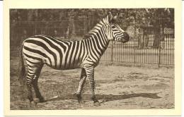 ZÈBRE - Jardin Zoologique De Wien - Zebre