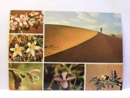CPM  Arabie Saoudite  - Desert Flowers Of Saudi Arabia - Arabie Saoudite