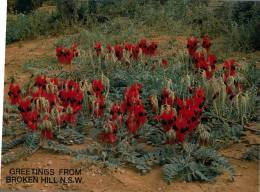 (333) Australia - NSW - Broken Hill - Broken Hill