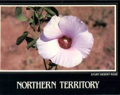 (333) Australia - NT - Sturt Desert Rose - Perth