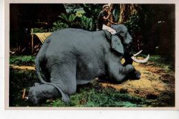 Tonkin Elephant Du Laos - Other & Unclassified