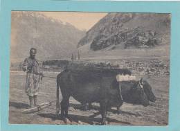 TADJIKISTAN -   Pamir. -  CHARRUE 2 BOEUFS   -  BELLE CARTE  ANIMEE  GF ( 14.5 X 10 )   - - Tagikistan