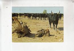 BR44059 En Camargue Manade De Taureaux Bull  Animaux Animals  2 Scans - Tauri