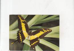 BR44096  Butterflay Insects Papilon    Animaux Animals  2 Scans - Insecten