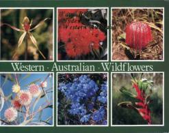 (752)  Australian - WA - Wave Rock Flowers - Andere & Zonder Classificatie