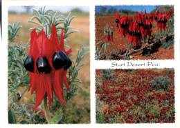 (456) Australia - WA - Sturt Desert Pea - Autres & Non Classés
