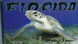 (678) FLorida - Turtle - Tortue - Schildkröten