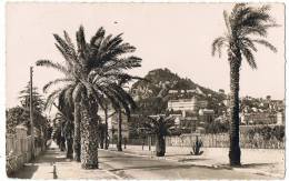 Photo Véritable   Hyères Les  Palmiers     Avenue Godillot - Bomen