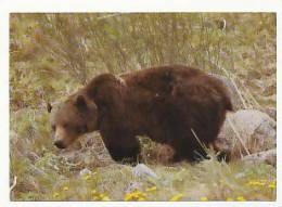 Grizzly Bear. Rampart Creek, Banff National Park, Alberta .Druck Und Verlag Engadin Press N° 5092 - Ours