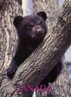 (355) Ours - Bear - Bears