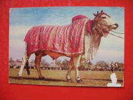 AN EXHIBIT National Horse&Cattle Show,Lahore - Pakistán