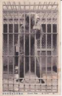 Bear - Ours - A Brown Bear In Cage, Kyoto Municipal Zoo, Japan's Vintage Postcard - Beren