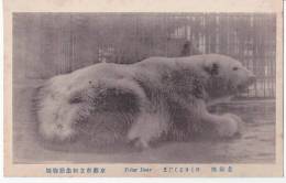 Bear - Ours - A Lying Polar Bear At Kyoto Municipal Zoo, Japan's Vintage Postcard - Beren