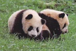 Giant Panda - Two Giant Panda Babies On Grass, Beijing Zoo, China, Prepaid Card - Beren