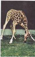 Giraffe - Carl Hagenbeck Circus' Giraffe At Inter. Women & Children Fair, Tokyo, C.1933, Japan's Vintage Postcard - Girafes