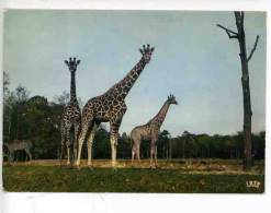 GIRAFE _ Chateau De Thoiry - Réserve Africaine : Girafes - Giraffe