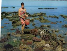 (151) Australia - QLD - Great Barrier Reef And Seashell - Great Barrier Reef