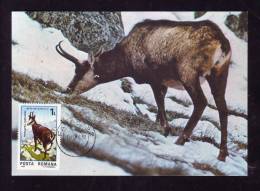 CHAMOIS,1993 CM,MAXICARD,CARTES MAXIMUM.ROMANIA - Animalez De Caza