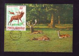 DEER,1977 CM,MAXICARD,CARTES MAXIMUM.ROMANIA - Game