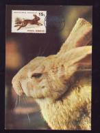 RABITT,1993 CM,MAXICARD,CARTES MAXIMUM.ROMANIA - Rabbits