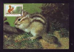 QUIRREL,1987 CM,MAXICARD,CARTES MAXIMUM.ROMANIA - Roedores