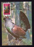 Capercaillie,1985 CM,MAXICARD,CARTES MAXIMUM.ROMANIA - Cuckoos & Turacos